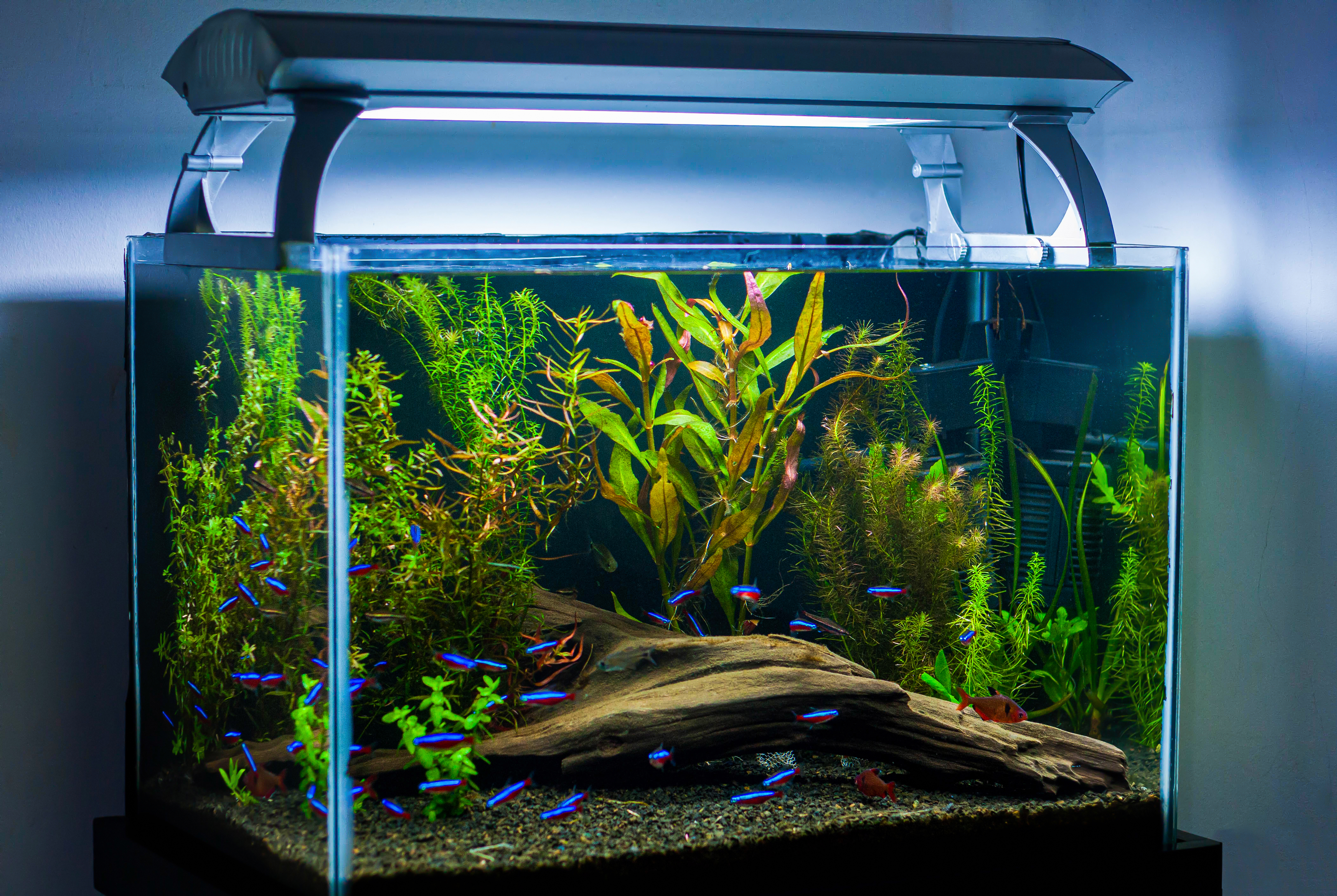 aquarium plantes et pierres